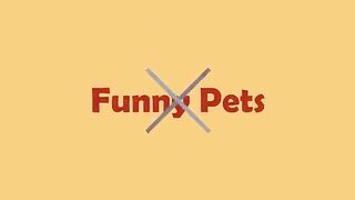 Funny moments raccoon and cats