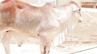 cow video beautiful | cow in Pakistan | qurbani ke janwar 2023| 5