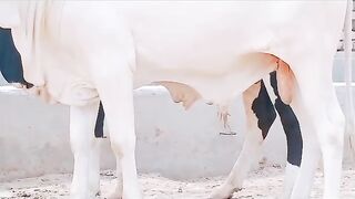 new cow beautiful | cow in Pakistan | qurbani ke janwar 2023| 2