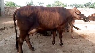 new cow beautiful | cow in Pakistan | qurbani ke janwar 2023| 3