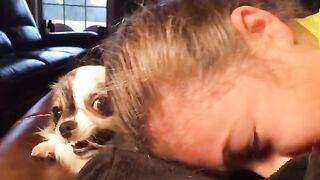 36 Angry Chihuahuas | Try Not To Laugh | That Pet Life