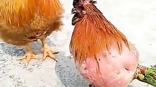 Funny video