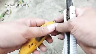 Crazy Skills growing Banana tree from banana fruit.