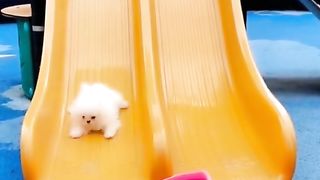 Find 'Chines animal' on TikTok - TikTok Search.