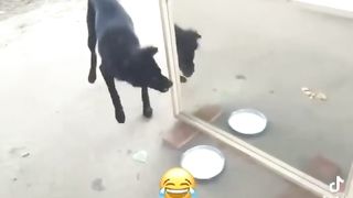 funny video 123