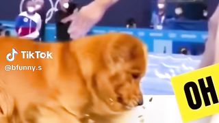 Funny Animal Videos 2023 ???? - Funniest Dogs and Cats Videos ???? #5