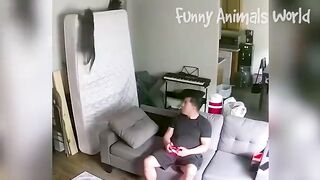 Funny Dogs And Cats Videos 2023 ???????? - Best Animal Videos Of The Month 2