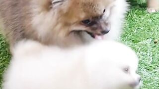 cute dogs 3