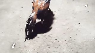 Rooster 2