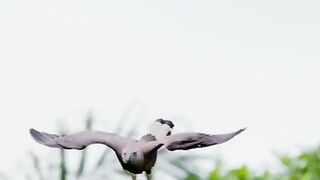 Eagle 5