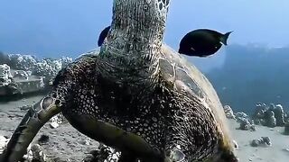 Sleeping Turtle 2