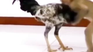 Cute animal moments