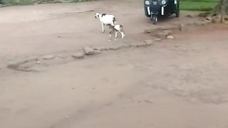 Sheep ????