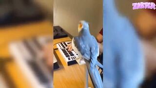challenge tiktok essaye de ne pas rire