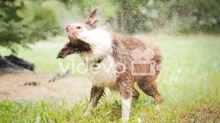 Dog off water