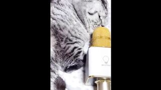 Best Dog And Cat Funny ???? & Cute ???? #31 , Video Funny Animals 2023 ????