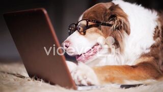 Dog at laptop