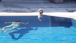 Scared Cats Compilation - 2023 - TRY NOT TO LAUGH