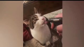 Best Funny Animal Videos of The 2023 ???? - Funniest Cats And Dogs Videos ????????