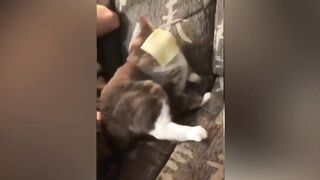 Funniest Animals 2023 ???? Funniest Cats and Dogs ????????Life Pawty