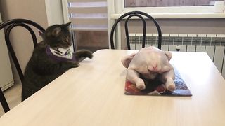funny animals 38