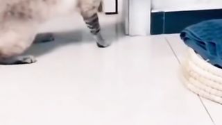 funny animals 39