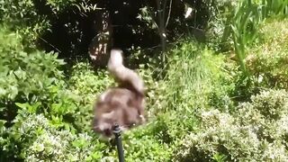 Try Not To Laugh Animals : Funniest Cat - Dogs Videos #60 | Funny Animal Videos