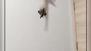 funny animals 40