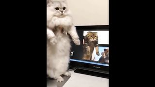 Funniest Animals Video of 2023 - Cute Cats???? and Funny Dogs????Videos