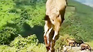 funny animals 41