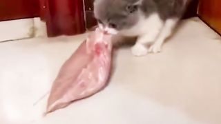 funny animals 42