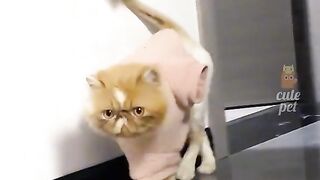 #Funnycats 2