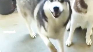 Videos graciosos #animales #gracioso #tiktok #viral.