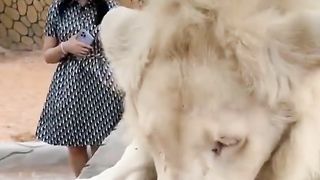 woman and two lions????????#lion #tiktok #tiger #animals #bigcat.