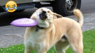 Funny Animal Moments