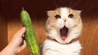 Funny Cat Reaction