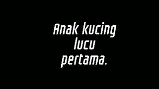 Anak kucing