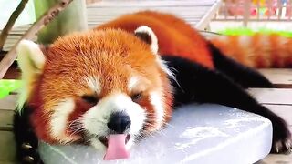 cute red panda