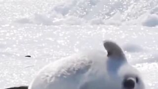 Please everybody look at this baby seals
