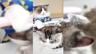 1 HOUR - THAT LITTLE PUFF - NEW Shorts Compilation #1