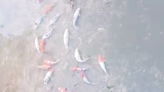 ikan koi hasil pemilihan