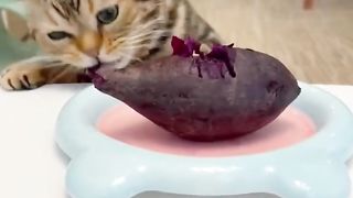 Kucing makan ubi rebus, cat eats sweet potato