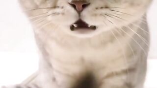 cat funny 06