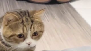 cat funny 010