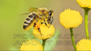 FOUR FACT ABOUT BEE