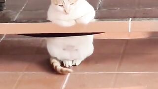 cat funny 015