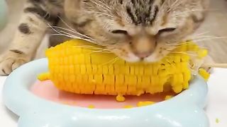 kucing makan jagung, cat eats corn