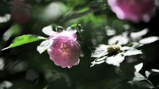 summer green forest drunk flower shade