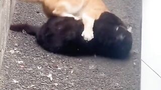 cat funny 016