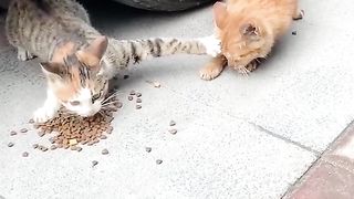 cat funny 016 2